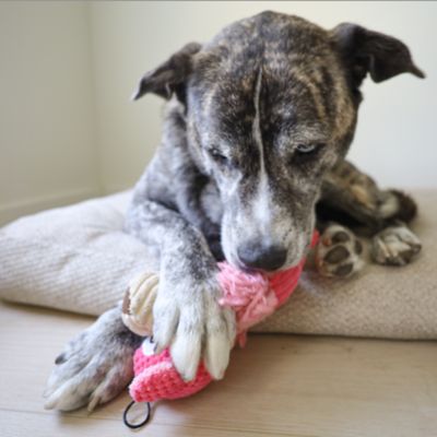 Image showing  Polka Dot Pal Bear Plush Dog Toy