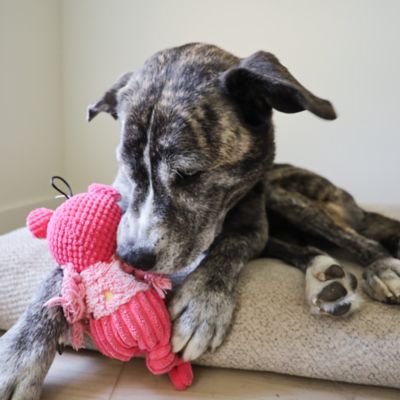 Image showing  Polka Dot Pal Bear Plush Dog Toy