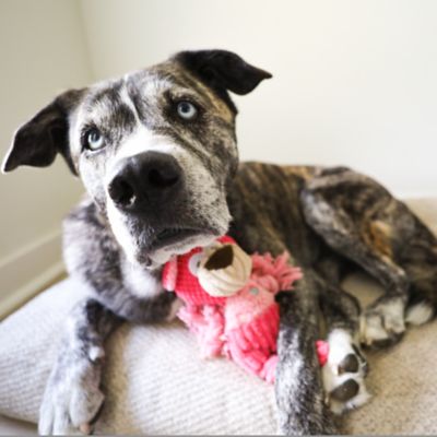 Image showing  Polka Dot Pal Bear Plush Dog Toy