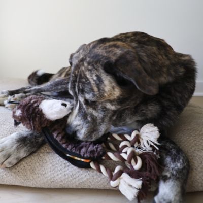 Image showing  Tugger Bear Plush Dog Toy