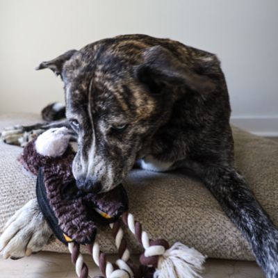 Image showing  Tugger Bear Plush Dog Toy