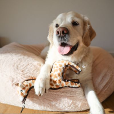 Image showing  Giraffe Safari Plush Dog Toy