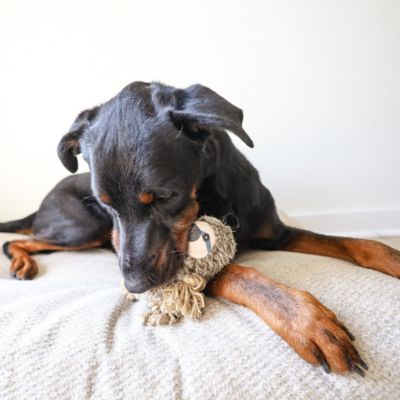 Image showing  Sloth Plush Dog Toy