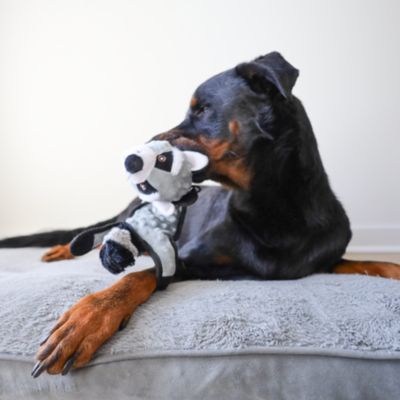 Image showing  Bumpy Raccoon Plush Dog Toy