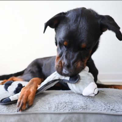 Image showing  Bumpy Raccoon Plush Dog Toy