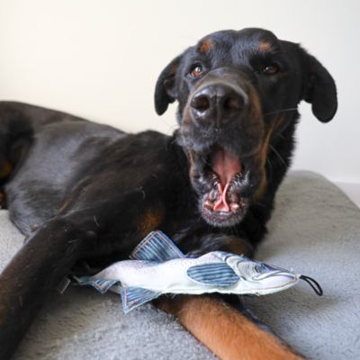 Image showing  Chinook Plush Dog Toy