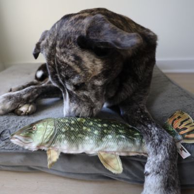 Image showing  Northern Plush Dog Toy