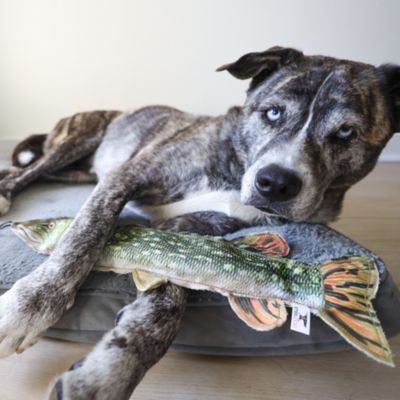 Image showing  Northern Plush Dog Toy