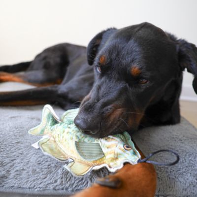 Image showing  Sunfish Plush Dog Toy