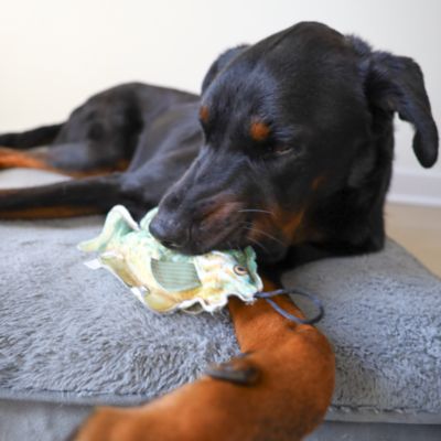 Image showing  Sunfish Plush Dog Toy