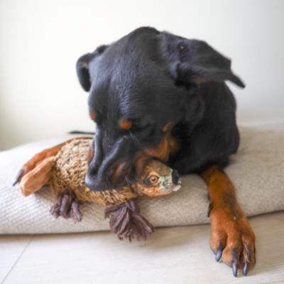 Image showing  Beaver Plush Dog Toy