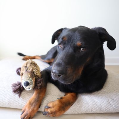 Image showing  Beaver Plush Dog Toy