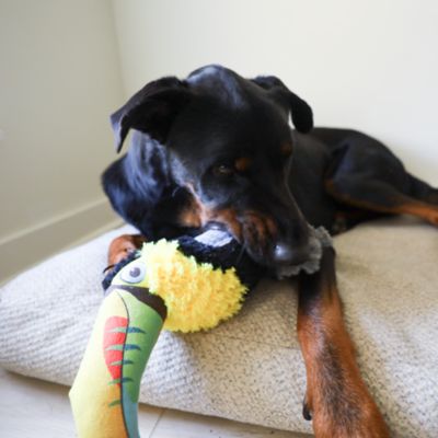 Image showing  Toucan Plush Dog Toy