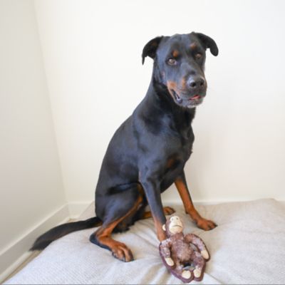 Image showing  Monkey Safari Plush Dog Toy