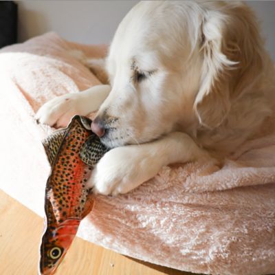 Image showing  Rainbow Trout Plush Dog Toy