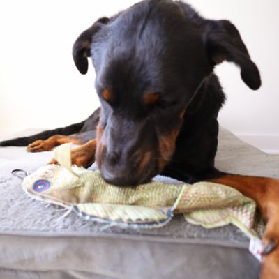 Image showing  Walleye Plush Dog Toy