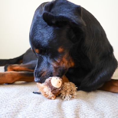 Image showing  Warthog Plush Dog Toy