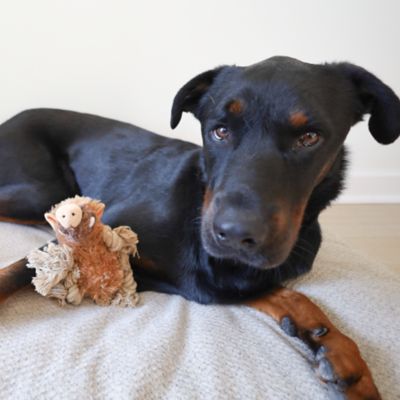 Image showing  Warthog Plush Dog Toy