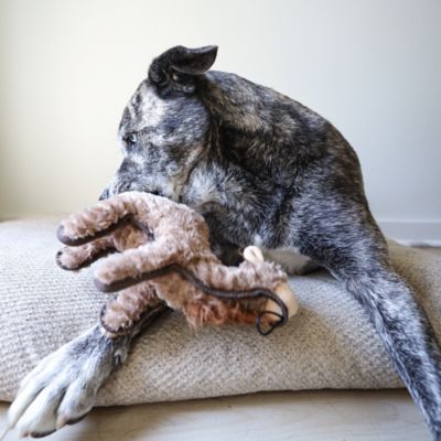 Image showing  Camel Hoofer Plush Dog Toy