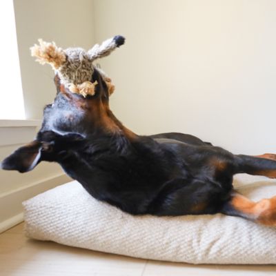 Image showing  Gopher Plush Dog Toy