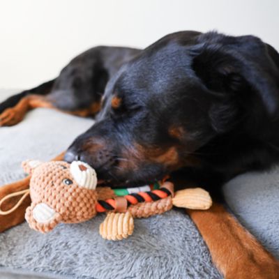 Image showing  Sport Bear Plush Dog Toy