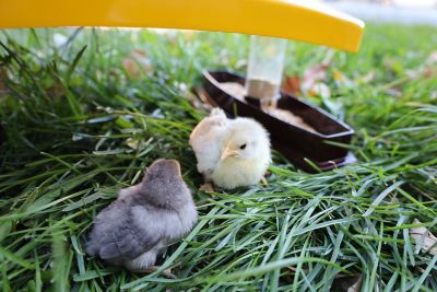 Image showing  Chick Brooder Habitat Water Tube Feeding Dish 100 Watts Safer Than Lamps