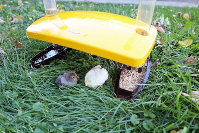 Image showing  Chick Brooder Habitat Water Tube Feeding Dish 100 Watts Safer Than Lamps