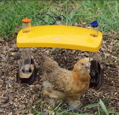 Image showing  Chick Brooder Habitat Water Tube Feeding Dish 100 Watts Safer Than Lamps