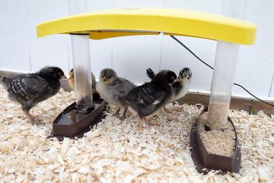 Image showing 5 th Cozy Chickens Chick Brooder Habitat Water Tube Feeding Dish 100 Watts Safer Than Lamps