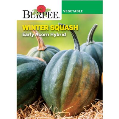 Burpee Early Acorn Hybrid Winter Squash Seeds