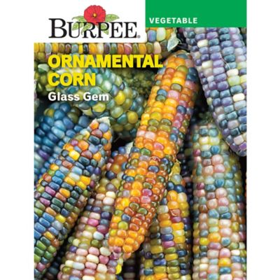 Burpee Glass Gem Ornamental Corn Seeds