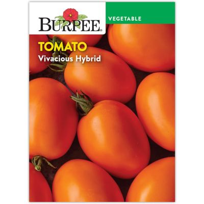 Burpee Vivacious Tomato Seeds