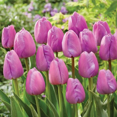 Van Zyverden Tulips Purple Pride, Set of 12 Bulbs