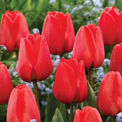 Van Zyverden Tulips Apeldoorn, Set of 12 Bulbs