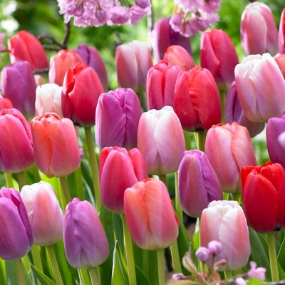 Van Zyverden Tulips Pride Mix, Set of 25 Bulbs at Tractor