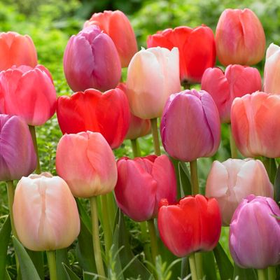 Image showing  Tulips Pride Mix, Set of 25 Bulbs
