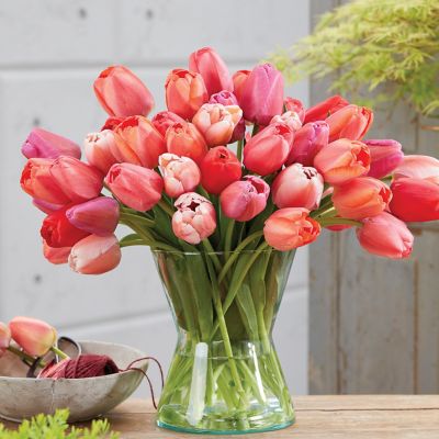 Image showing  Tulips Pride Mix, Set of 25 Bulbs