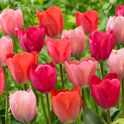 Van Zyverden Tulips Mystic van Eijk, Set of 12 Bulbs at
