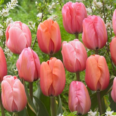 Van Zyverden Tulips Impression Mix, Set of 25 Bulbs