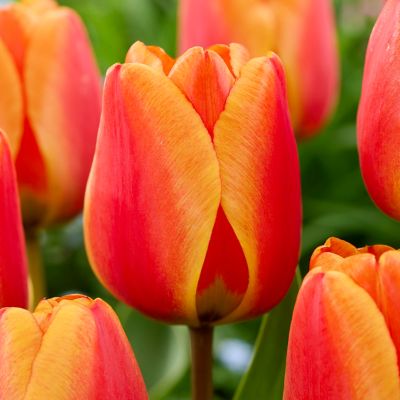 Van Zyverden Tulips Apeldoorns's Elite, Set of 12 Bulbs