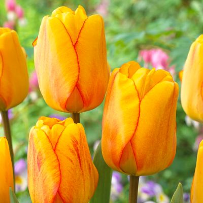 Van Zyverden Tulips Blushing Apeldoorn, Set of 12 Bulbs