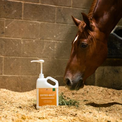 Image showing 5 th 100X Equine Osteo Max