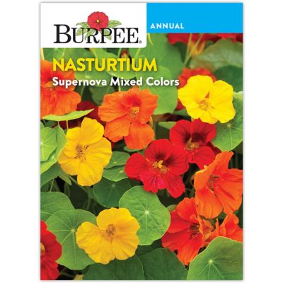 Burpee Nasturtium Supernova Mix