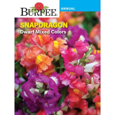 Burpee Snapdragon Dwarf Mix