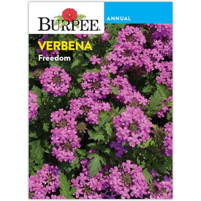 Burpee Verbena Freedom