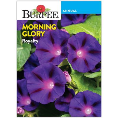 Burpee Morning Glory Royalty