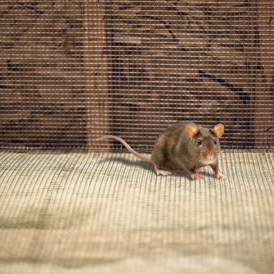 Image showing  30x50 1/8 Hardware Cloth