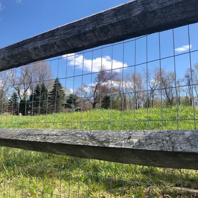 Image showing  60x50 2x4 14ga Welded Wire