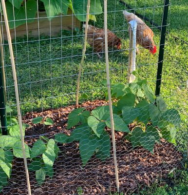 Image showing 8 th Garden Craft 12x50 1 in. Galv Hex Netting