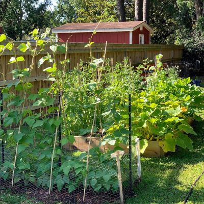 Image showing 9 th Garden Craft 12x50 1 in. Galv Hex Netting